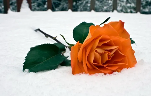 Winter, snow, roses
