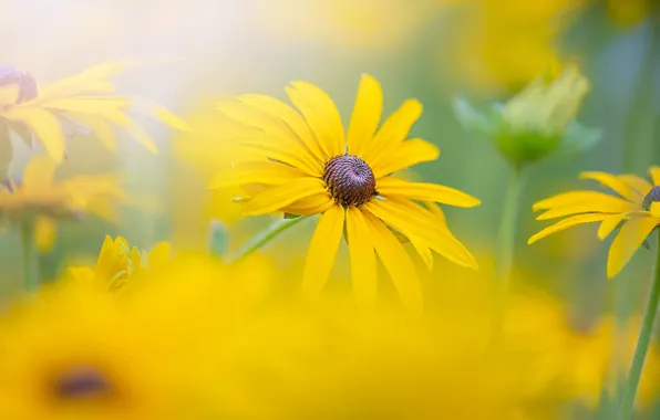 Summer, flowers, blur, yellow, garden, bokeh, rudbeckia
