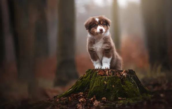 Autumn, look, nature, pose, stump, dog, puppy, face