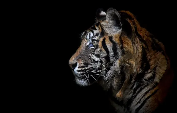 Picture tiger, background, beast