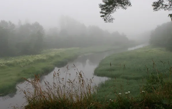 Picture grass, fog, river