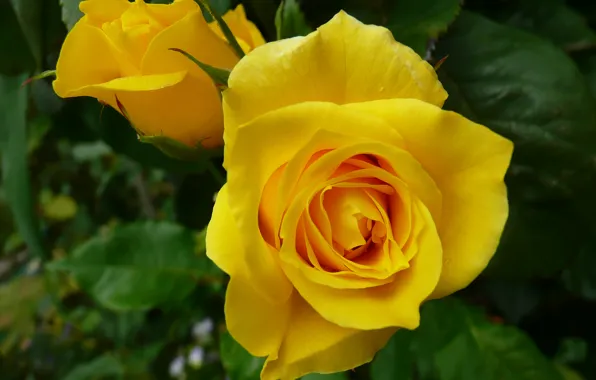 Picture macro, rose, buds, yellow rose