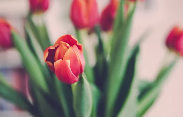 Flower, red, Tulip, petals