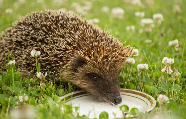 Flowers, glade, milk, meadow, clover, hedgehog, spout, saucer