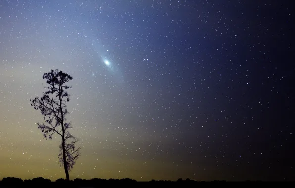 Stars, tree, galaxy, Andromeda, M31