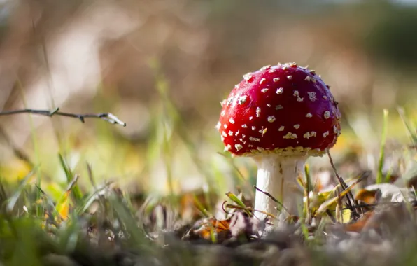 Autumn, forest, nature, mushrooms