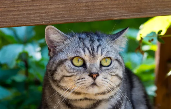 Cat, eyes, cat, mustache, look, face, grey, green