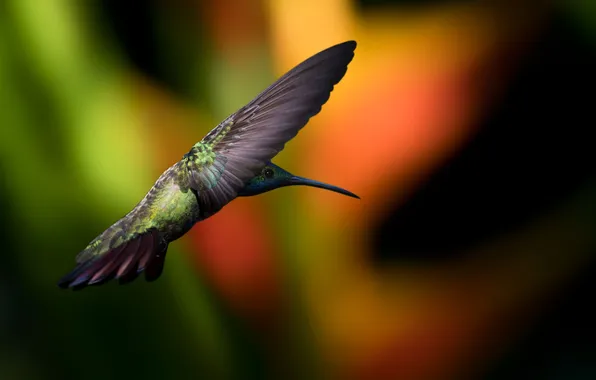 Picture Mike Reifman, hummingbird, Black-bellied Nightshade