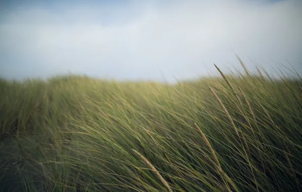 The sky, grass, macro, nature, the wind