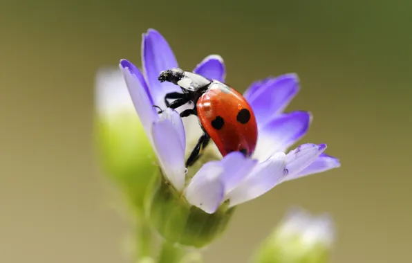 Flower, macro, ladybug, beetle, green background
