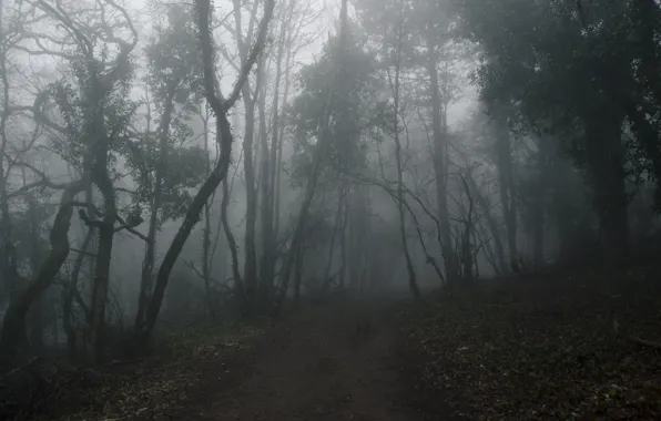 Forest, trees, nature, fog, path
