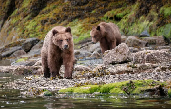 Nature, river, stones, shore, moss, bear, bokeh, brown