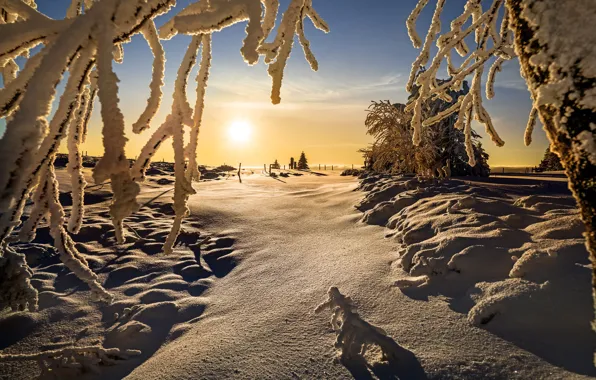 Picture winter, the sun, snow, landscape, branches, nature, shadows, Robert Didierjean