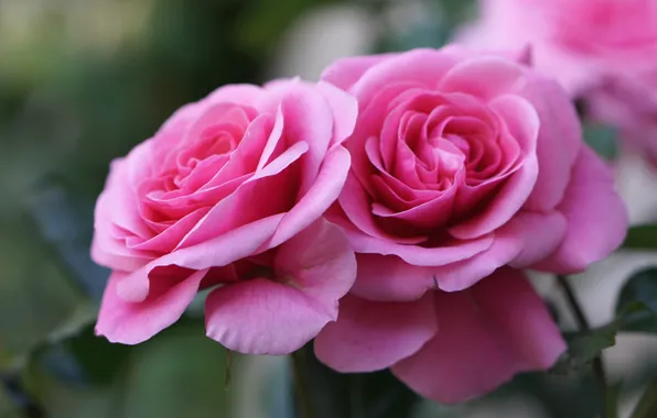 Picture macro, pink, roses