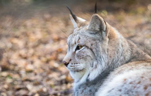 Look, face, portrait, profile, lynx, wild cat