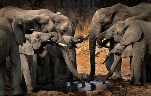 Picture Africa, elephants, drink