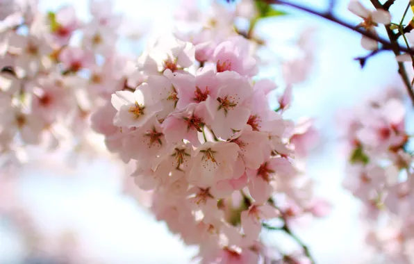 Pink, Cherry, Sakura, Flower, Spring