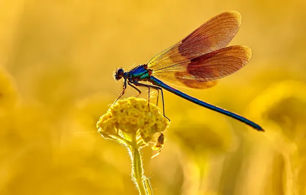 Macro, flowers, dragonfly, yellow, insect, wings, blue, yellow background