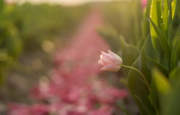 Field, leaves, light, flowers, fly, pink, Tulip, spring