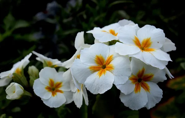 Flowers, the dark background, spring, garden, white, flowerbed, Primula, primrose