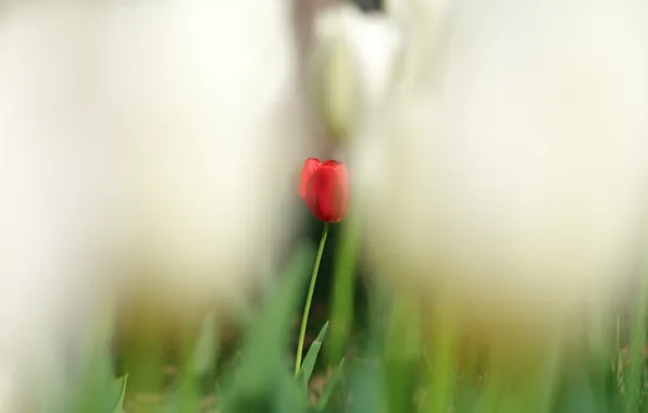 Flower, flowers, red, glade, Tulip, blur, spring, garden