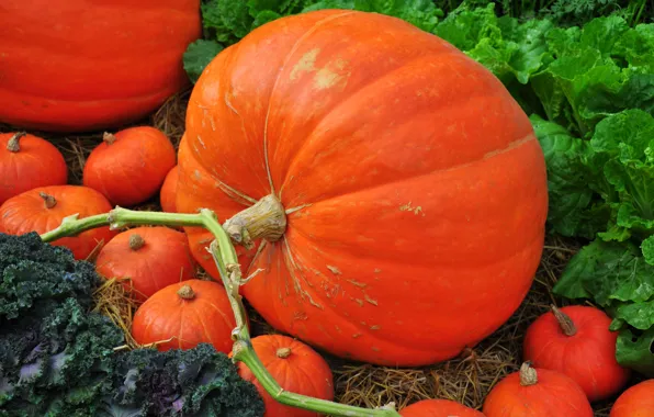 Autumn, harvest, Pumpkin