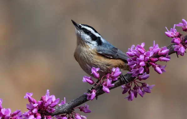Picture bird, branch, flowers, nuthatch