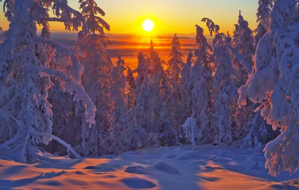 Winter, forest, snow, trees, sunset, ate, Russia, Yakutia