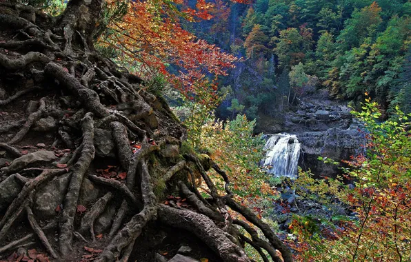 Autumn, forest, branches, roots, rocks, view, waterfall