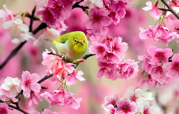 Flowers, branches, cherry, tree, bird, Sakura, pink, yellow
