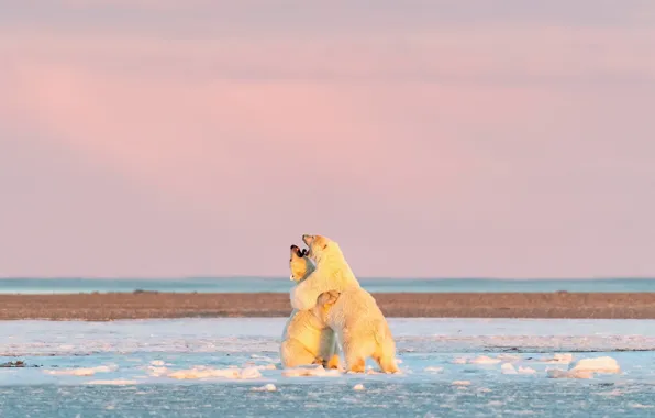 Winter, white, snow, nature, pose, shore, the game, morning