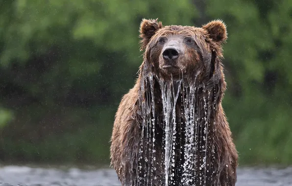 Picture water, wet, bear, Alexander Kukanov