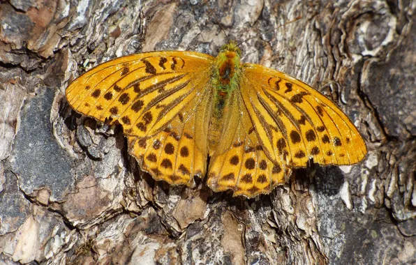 Butterfly, wings, bark, closeup