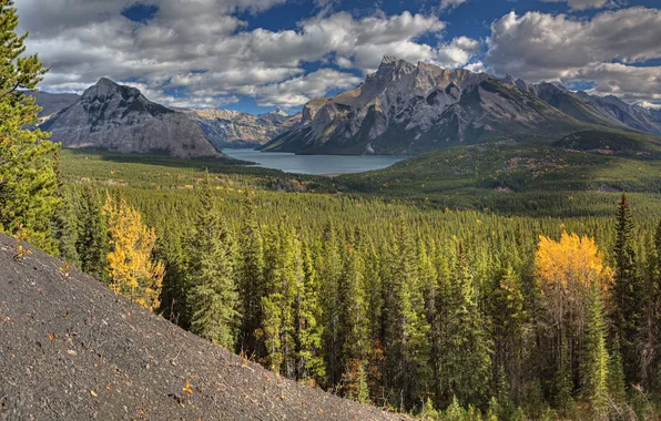 Picture forest, trees, mountains, lake, Alberta, Canada, Banff