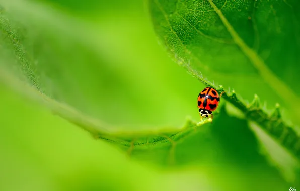 Picture nature, sheet, ladybug, insect