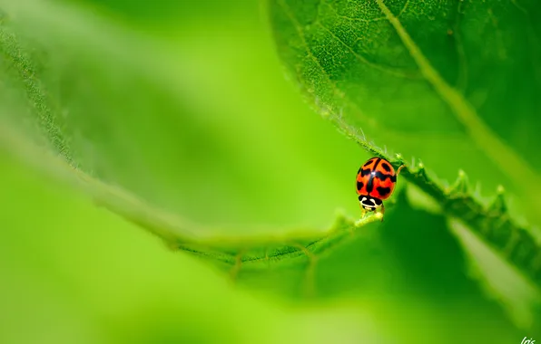 Nature, sheet, ladybug, insect