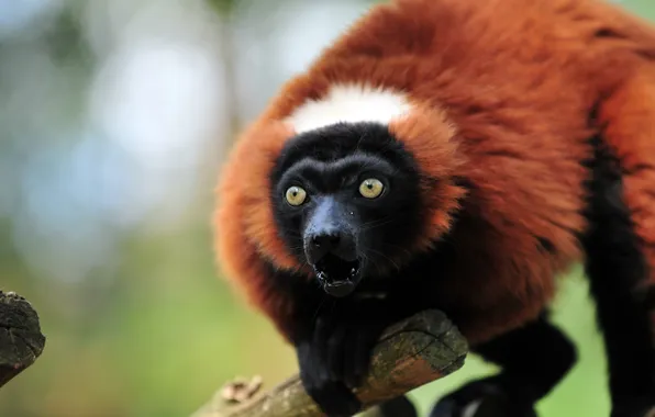 Picture look, face, lemur, the primacy of, vari