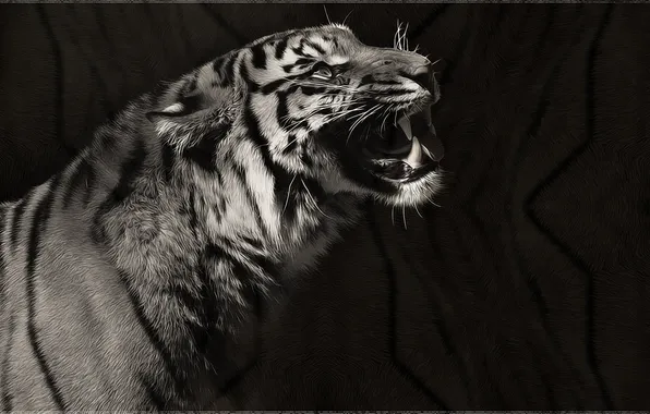 Picture tiger, black and white, predator, art