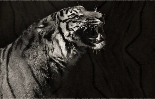Tiger, black and white, predator, art