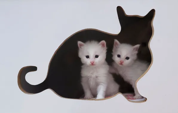 Cats, kittens, shelter, white cat, Van Cat