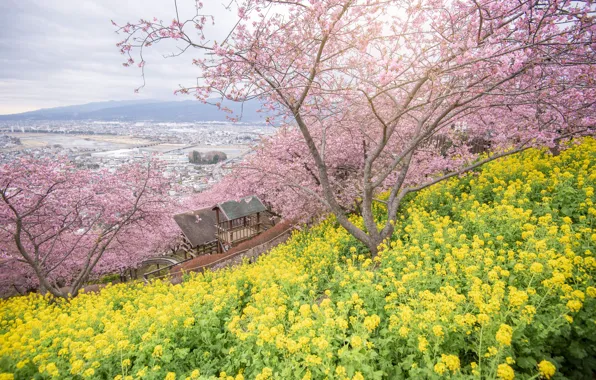 Picture trees, flowers, Park, spring, Sakura, flowering, pink, blossom