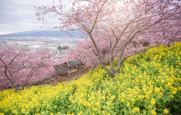 Trees, flowers, Park, spring, Sakura, flowering, pink, blossom