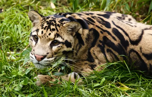 Picture grass, look, face, stay, clouded leopard