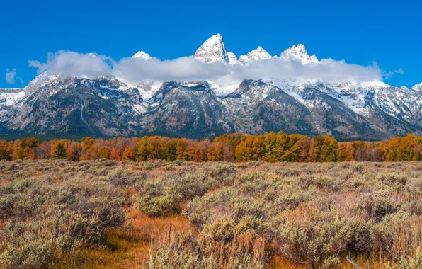 Field, autumn, forest, mountains, Grand Teton