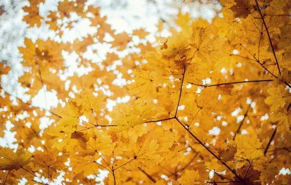 Autumn, trees, maple, Golden autumn, bokeh.