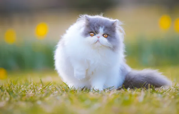 Cat, grass, cat, look, flowers, nature, pose, kitty