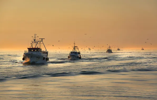 Picture sea, birds, seagulls, morning, boats, fishing