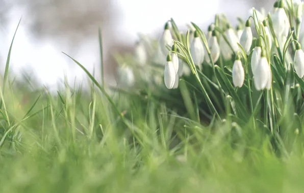 Picture grass, flowers, blur, spring, snowdrops, white, buds, bokeh