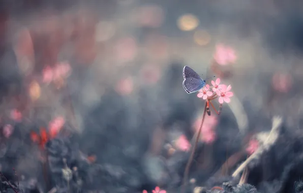 Picture macro, flowers, nature, butterfly