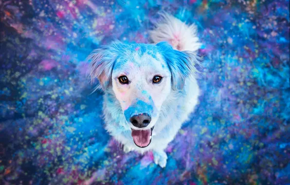 Language, look, nature, paint, dog, puppy, face, view